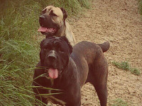 cane corso rustico